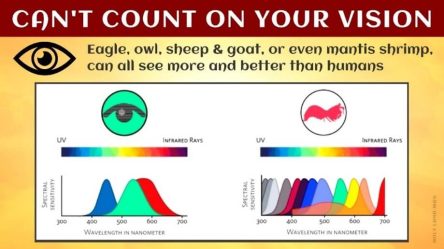 Can't count on your vision