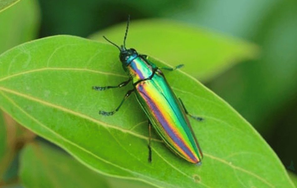 HUMANS DON’T HAVE MAGNETIC FIELD SENSORS