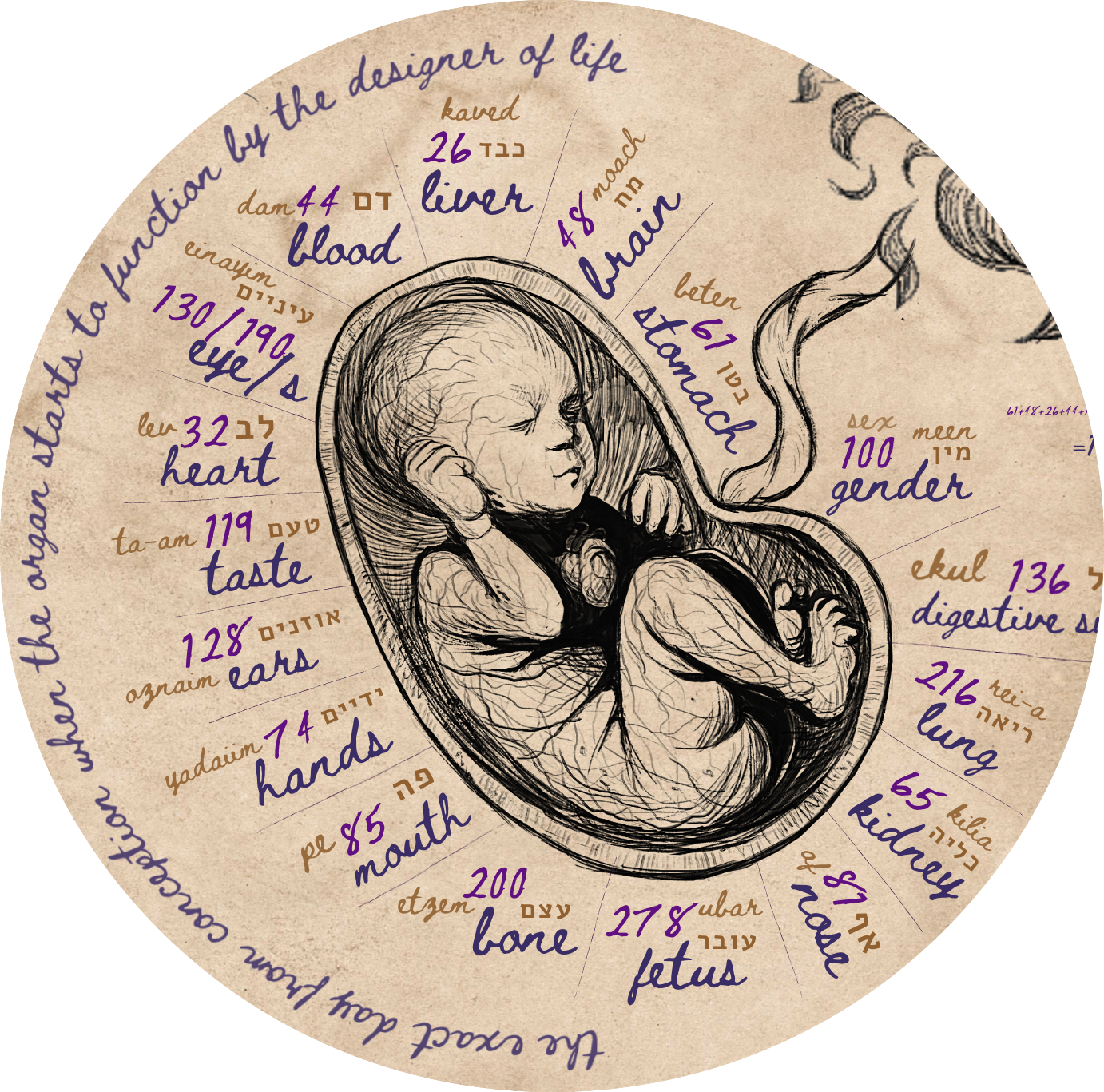 SPOG organs fetus explained