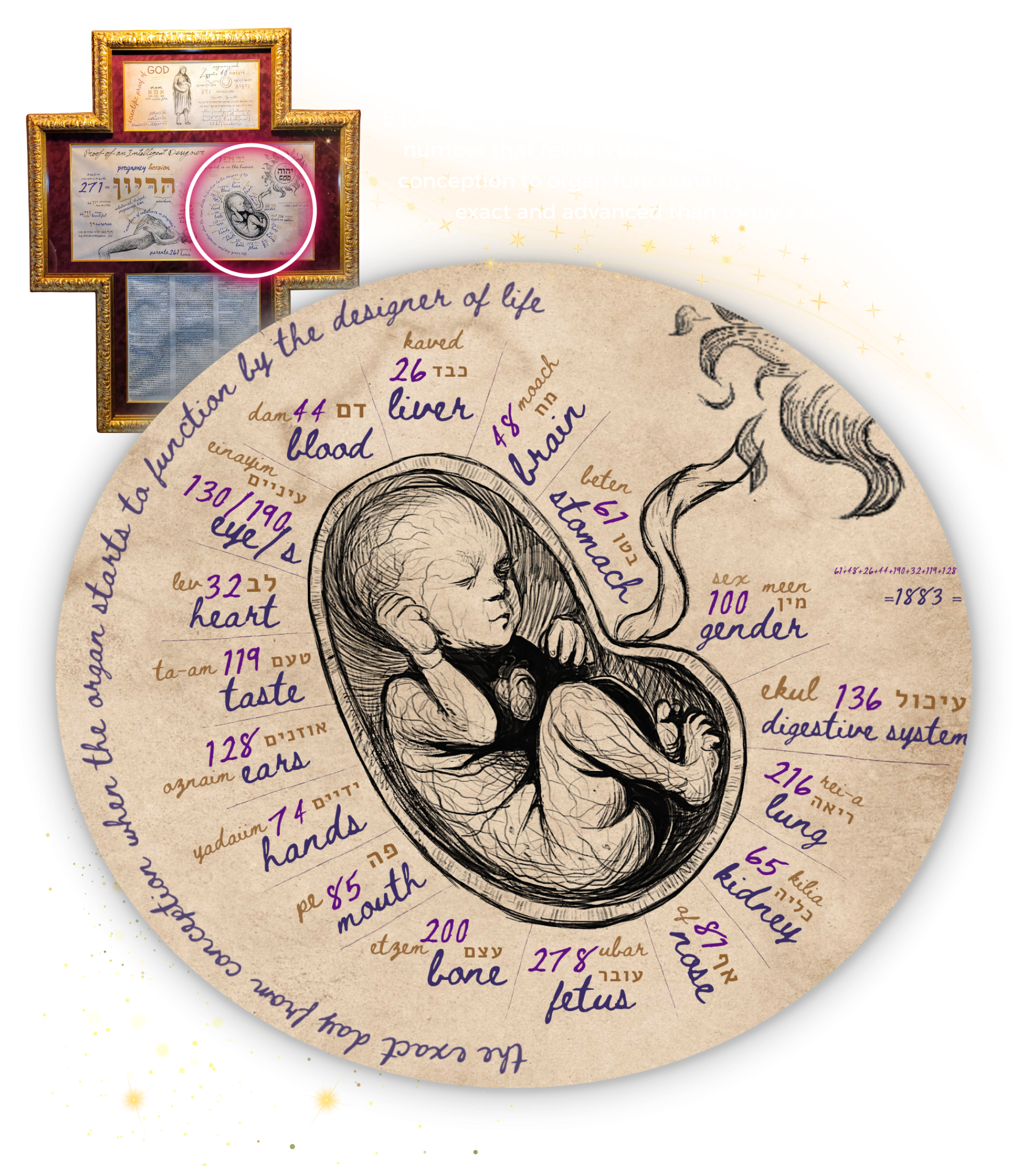 Each Biblical fetus organ’s name is coded with a unique number that reveals the exact number of days from conception to organ functionality. Such data is more exact and advanced than today's science.